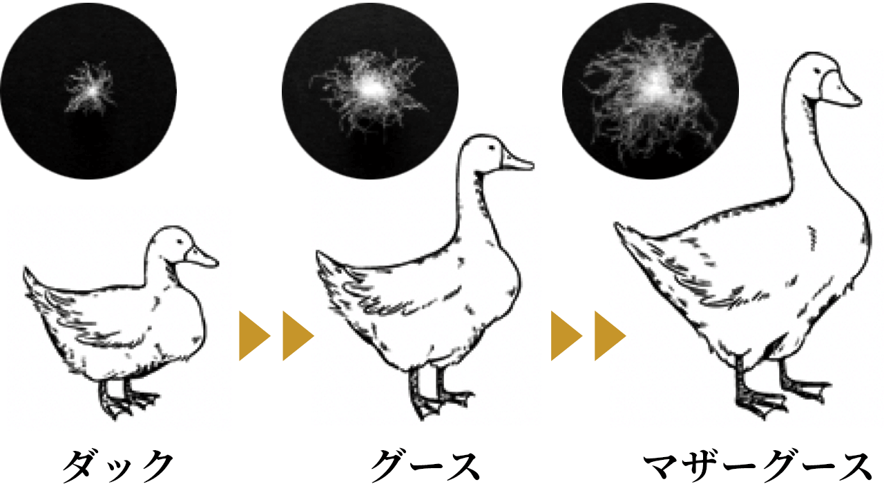 鳥の大きさ