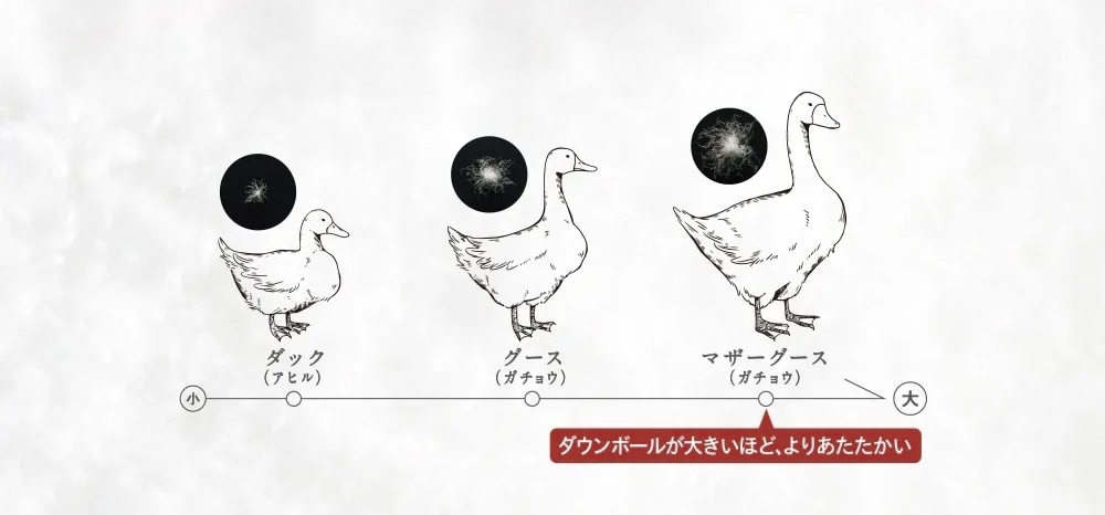 ダッグ(アヒル)、グース(ガチョウ)、マザーグース(ガチョウ)に成長するにつれダウンホールが大きくなる。ダウンホールが大きいほど、よりあたたかい