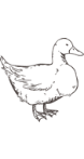 フランスホワイトダックダウン（ミュラー種）